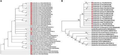 Coexistence of Heavy Metal Tolerance and Antibiotic Resistance in Thermophilic Bacteria Belonging to Genus Geobacillus